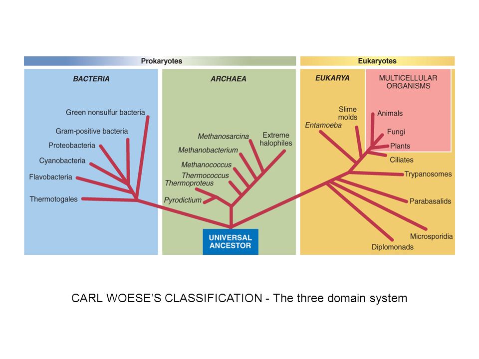 What are the 3 domains of life and their characteristics? Three Domain  Classification by Carl Woese