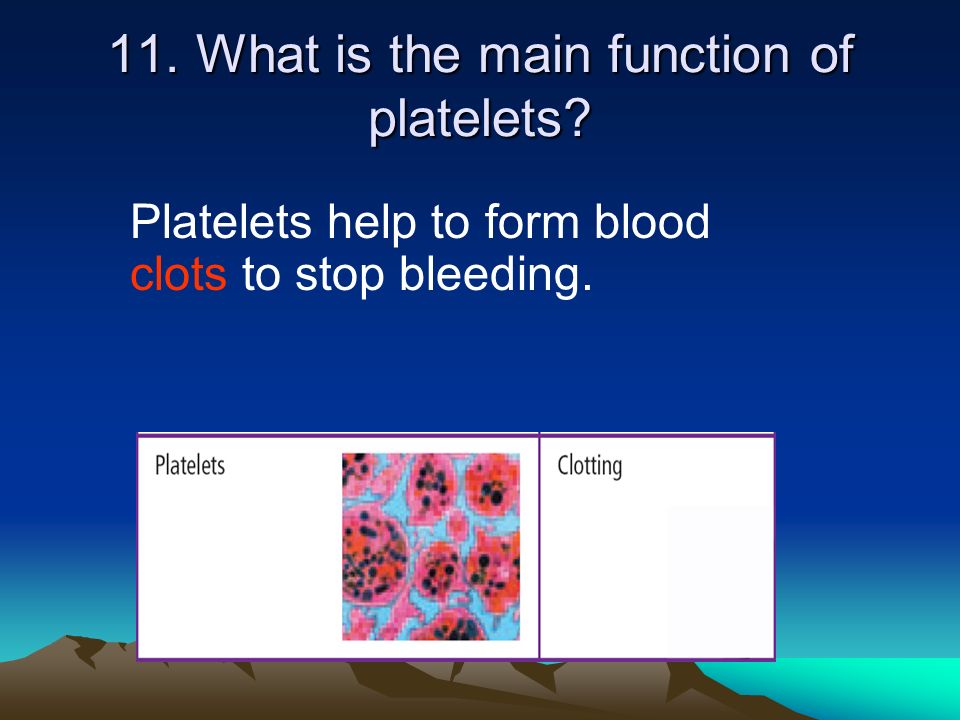 11. What is the main function of platelets