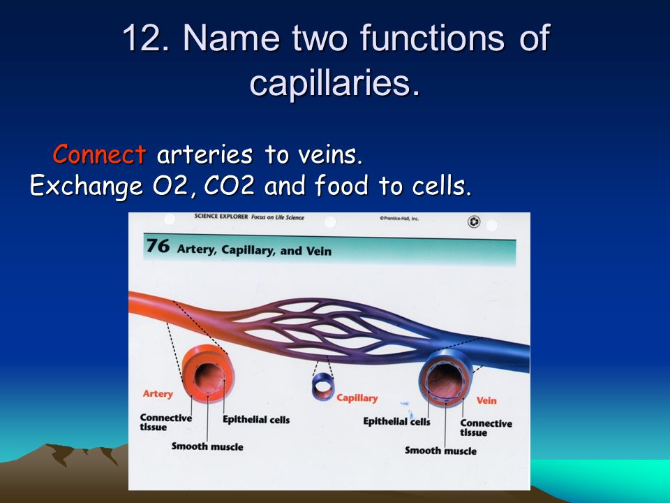 12. Name two functions of capillaries.