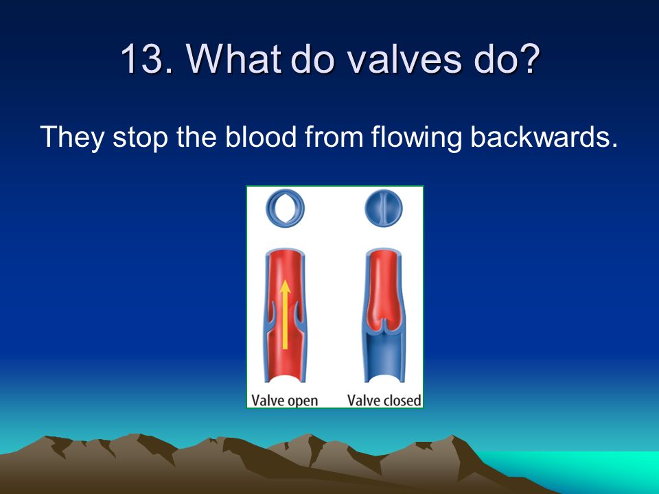 13. What do valves do They stop the blood from flowing backwards.