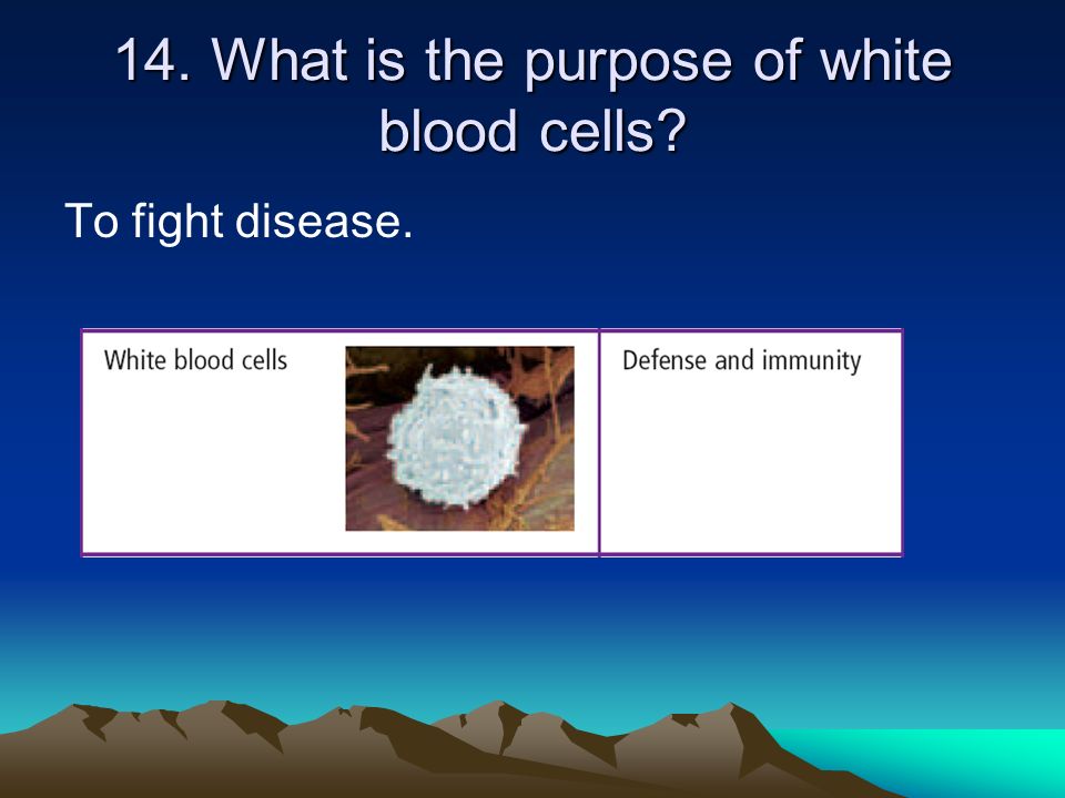 14. What is the purpose of white blood cells