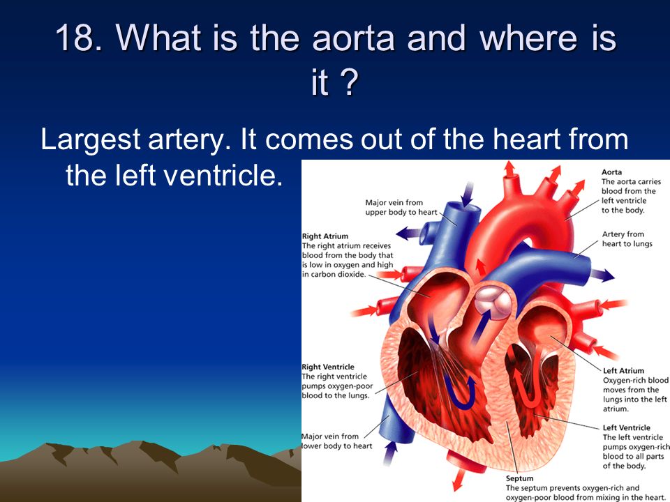 18. What is the aorta and where is it