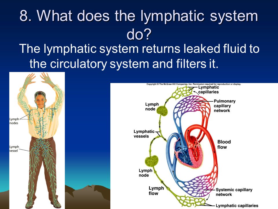 8. What does the lymphatic system do