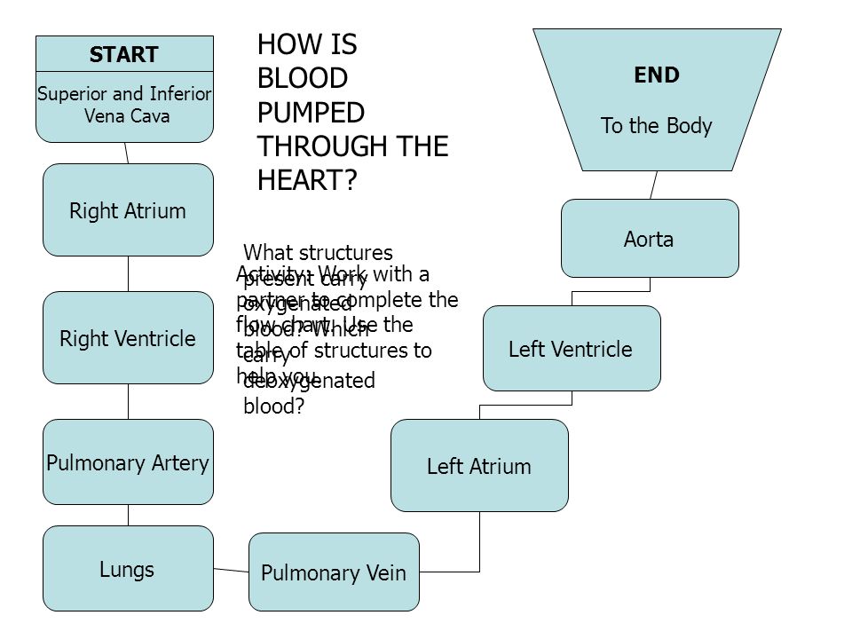 Flow Chart Of Blood Through The Heart