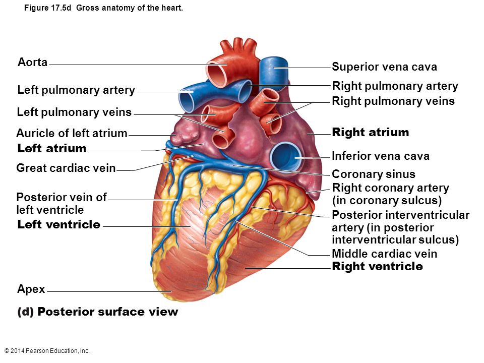 gross anatomy of the human heart exercise 30
