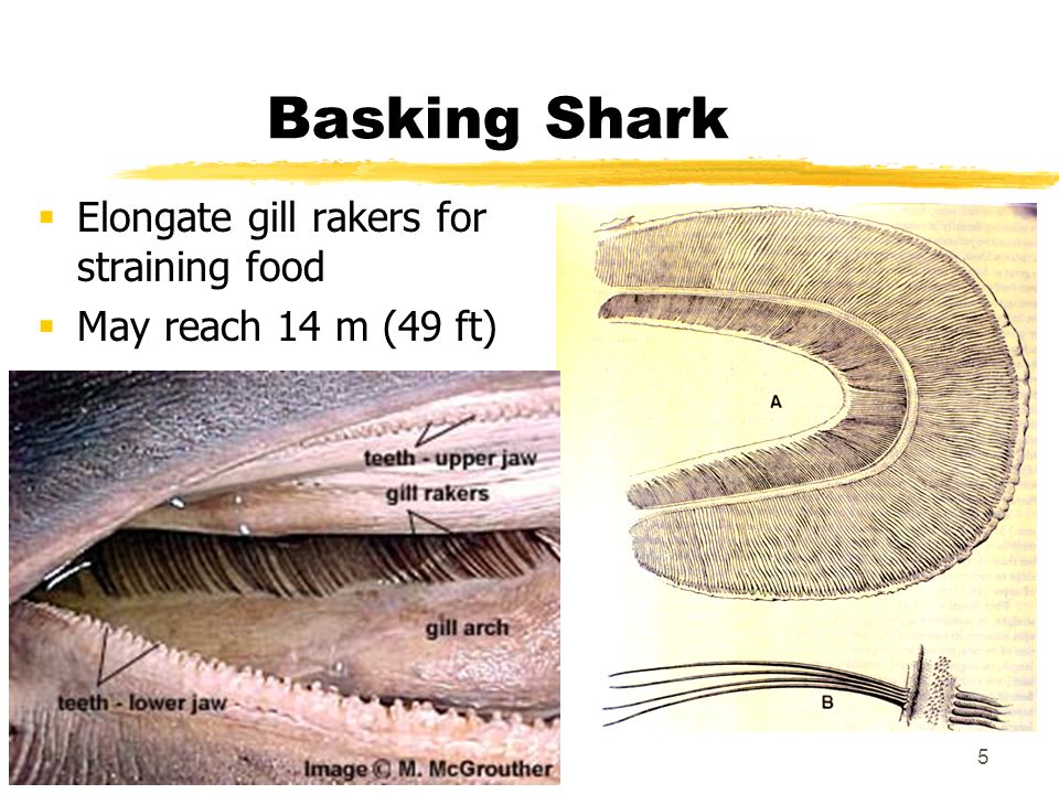 Basking Shark Elongate gill rakers for straining food