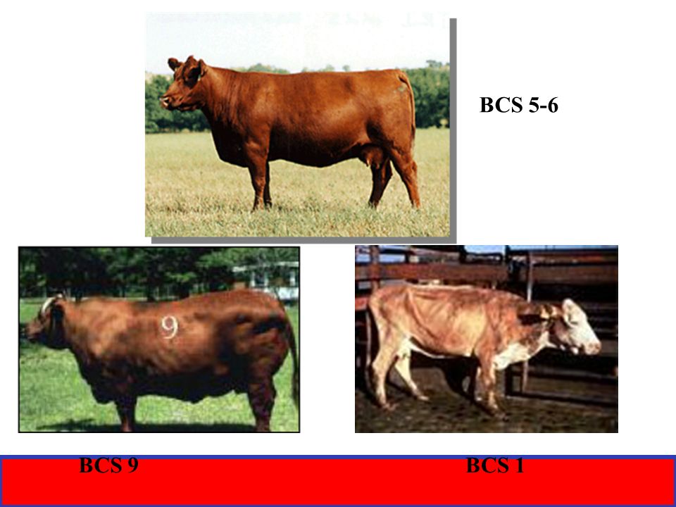 Cattle. - ppt video online download