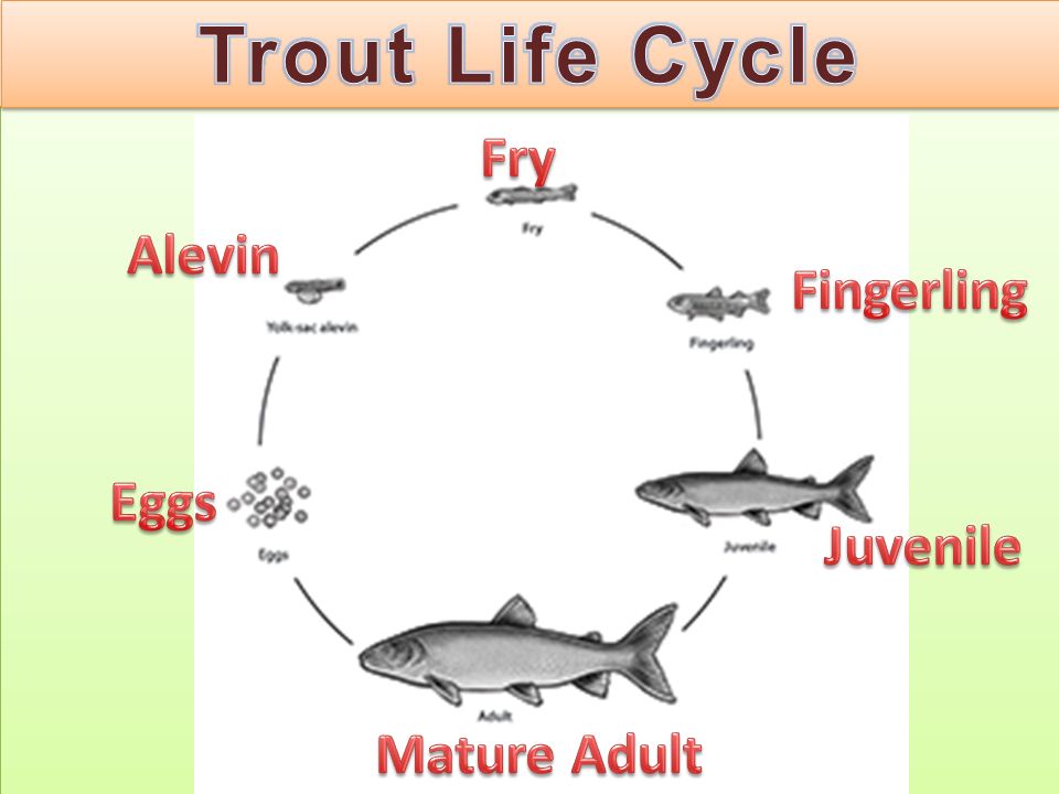 Trout Life Cycle Fry Alevin Fingerling Eggs Juvenile Mature Adult.
