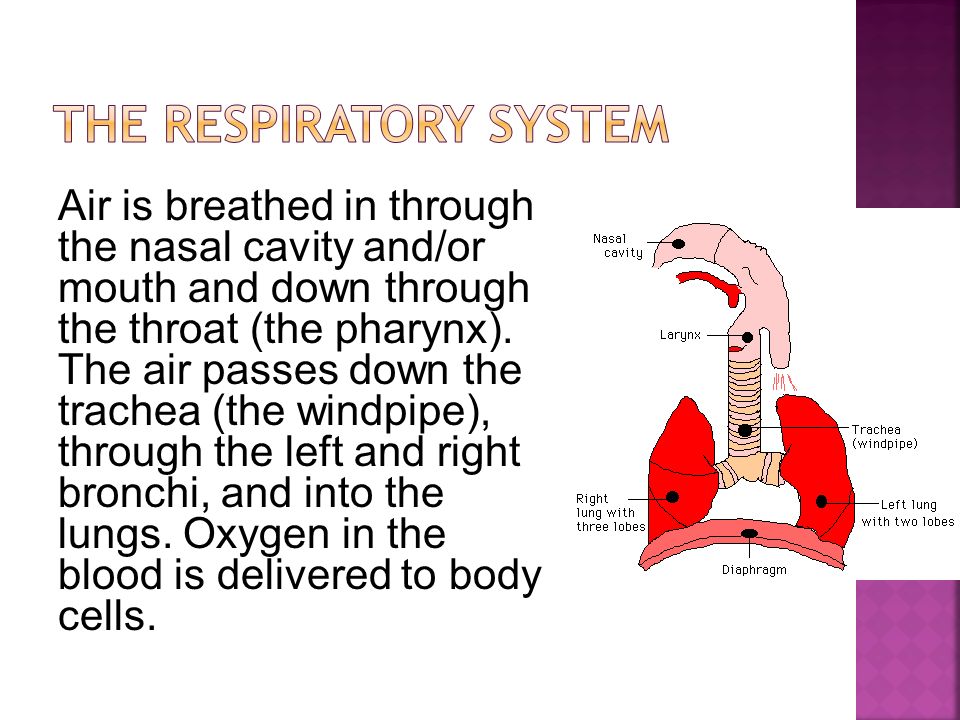 The Human Body Systems By: Miss #. - ppt video online download