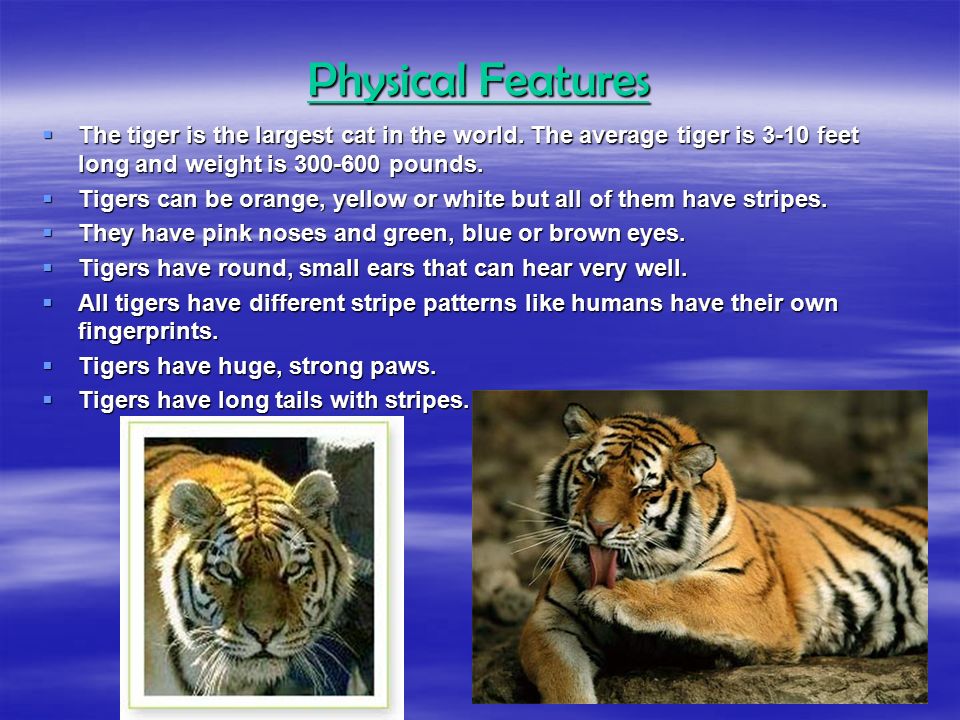 Physical Features The tiger is the largest cat in the world. The average tiger is 3-10 feet long and weight is pounds.