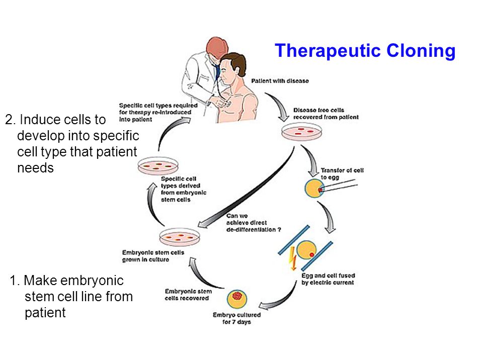 Therapeutic Cloning 2. Induce cells to develop into specific cell type that patient needs.