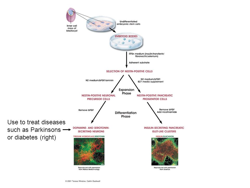 Use to treat diseases such as Parkinsons or diabetes (right)