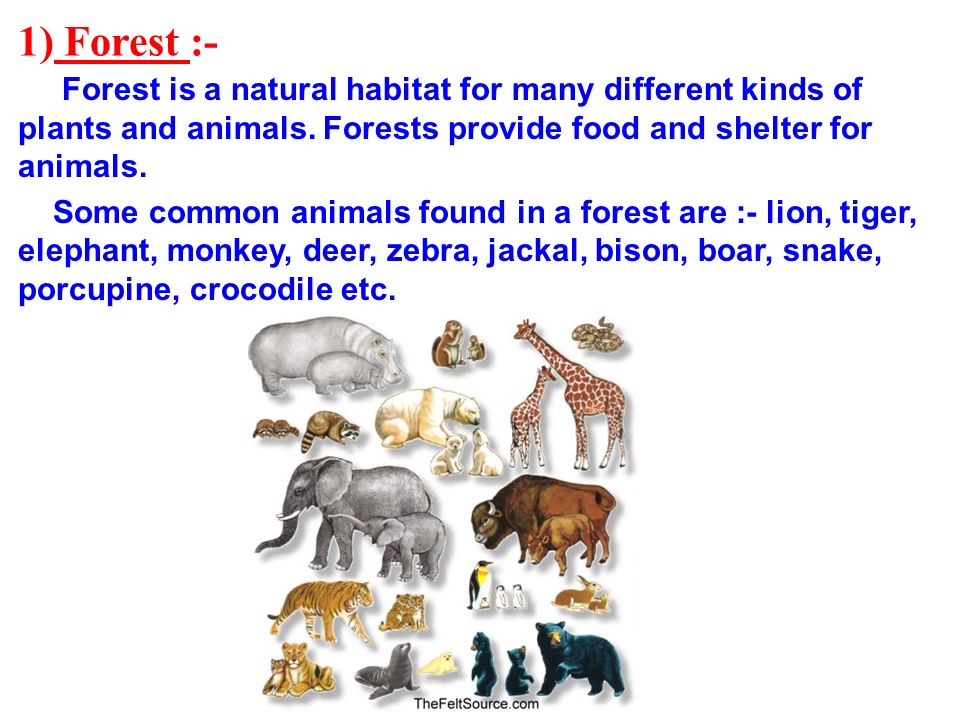Common животных. Forest animals список. Текст animals and Plants 7 класс. Loss of natural Habitats. Common animal