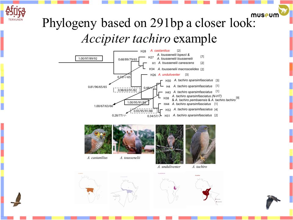 Phylogeny based on 291bp a closer look: Accipiter tachiro example