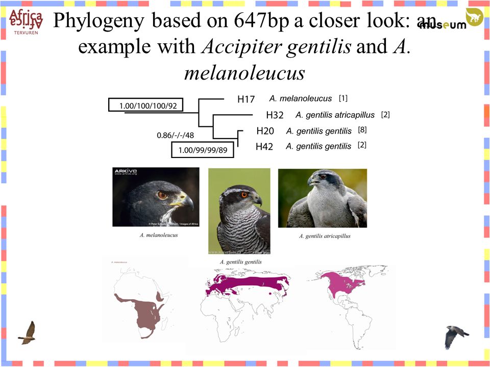 Phylogeny based on 647bp a closer look: an example with Accipiter gentilis and A. melanoleucus