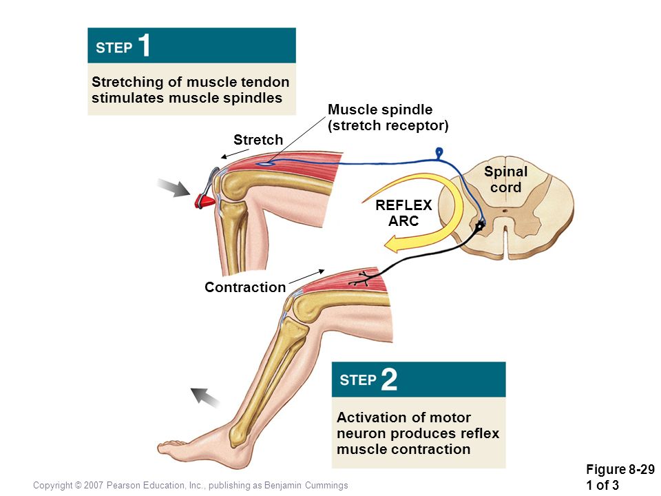 Stretching of muscle tendon stimulates muscle spindles Muscle spindle.