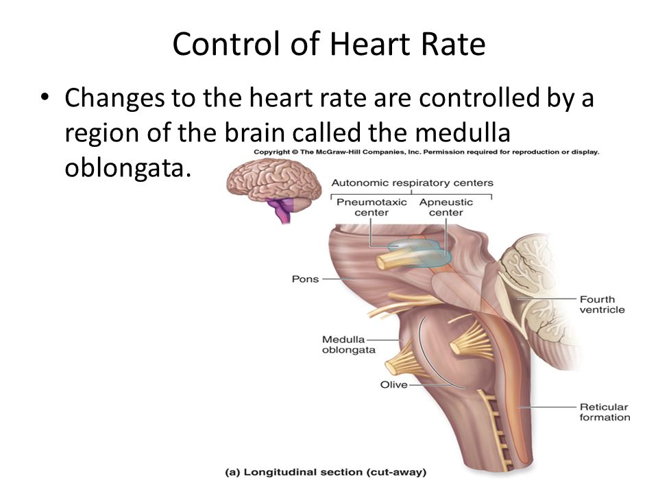 Control Of Heart Rate Control Of Heart Rate Ppt Video Online