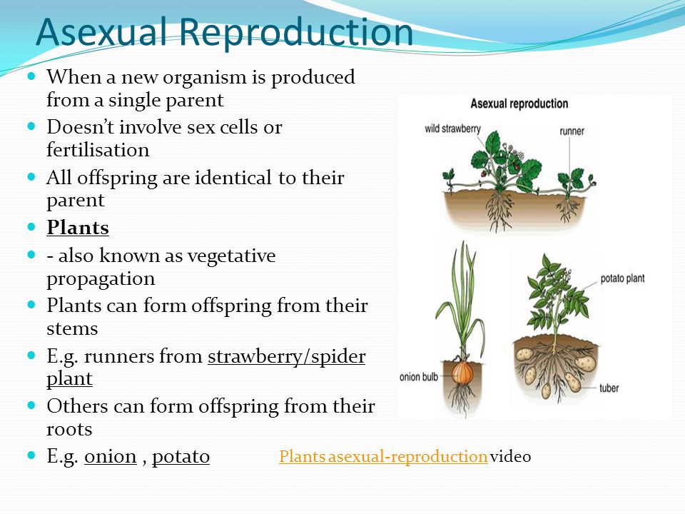 Asexual Reproduction When a new organism is produced from a single parent. 