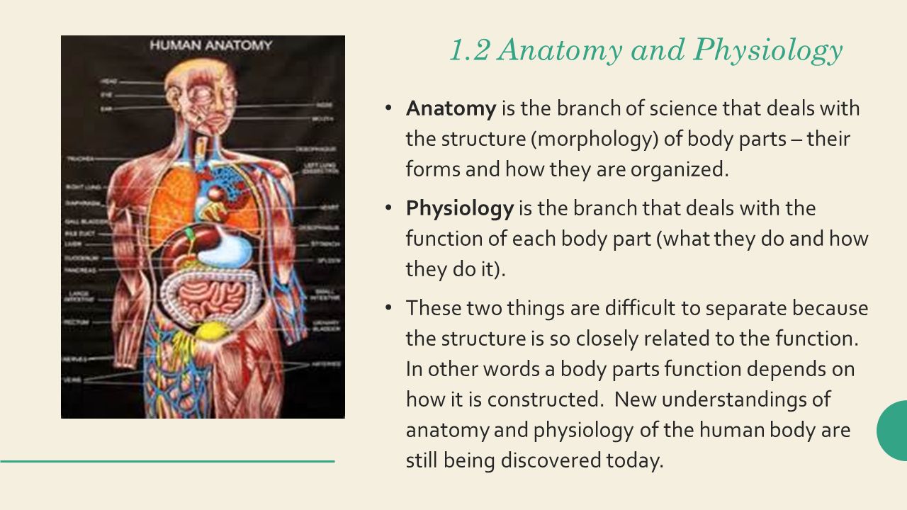 1.2 Anatomy and Physiology.