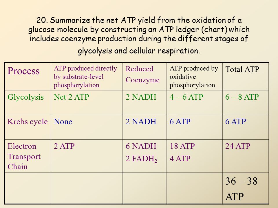 Stages Of Cellular Respiration Chart