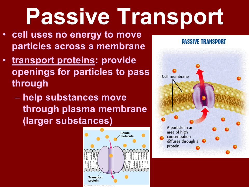 Passive Transport cell uses no energy to move particles across a membrane. transport proteins: provide openings for particles to pass through.