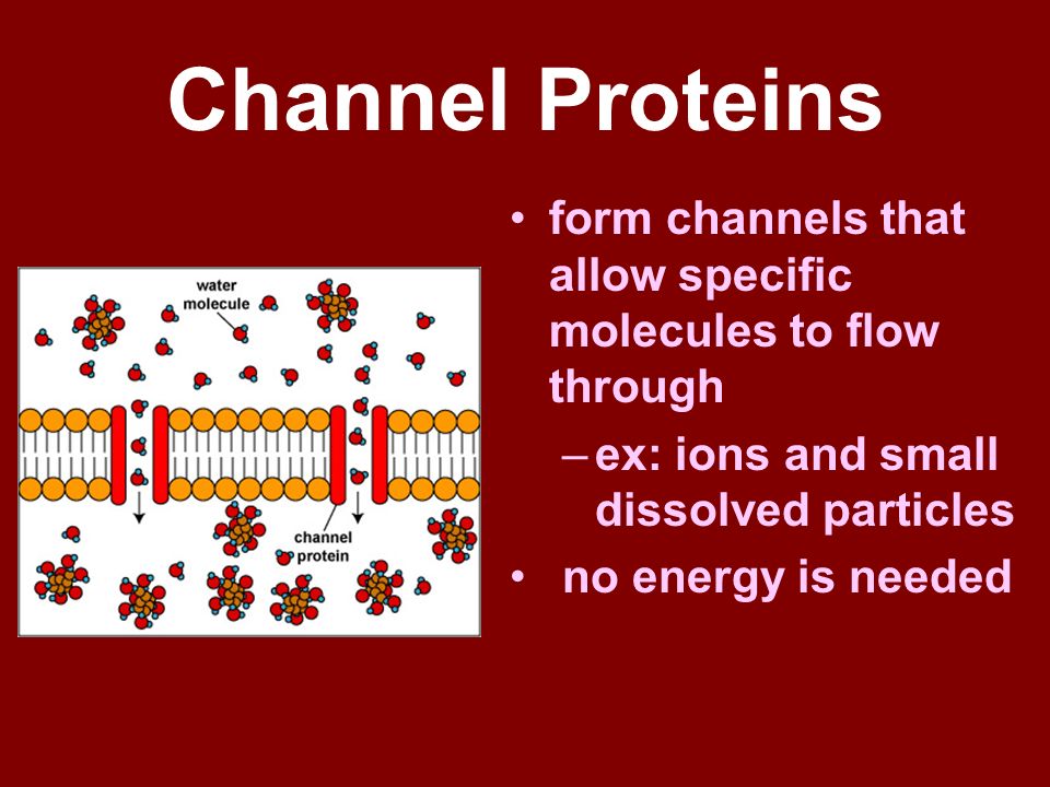 Channel Proteins form channels that allow specific molecules to flow through. ex: ions and small dissolved particles.