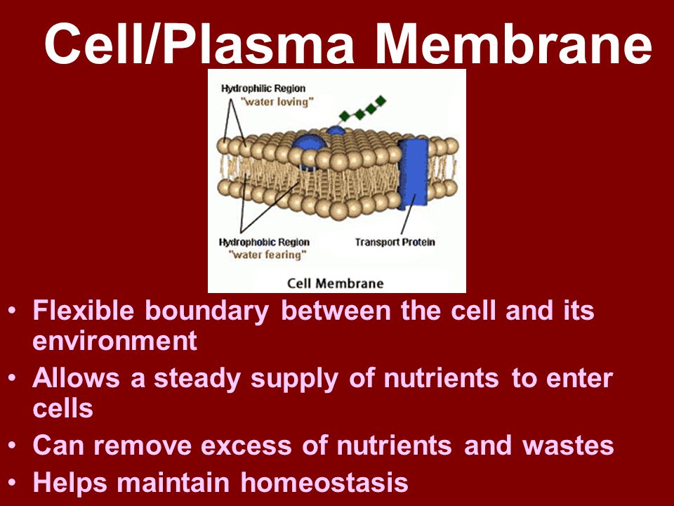 Cell/Plasma Membrane Flexible boundary between the cell and its environment. Allows a steady supply of nutrients to enter cells.