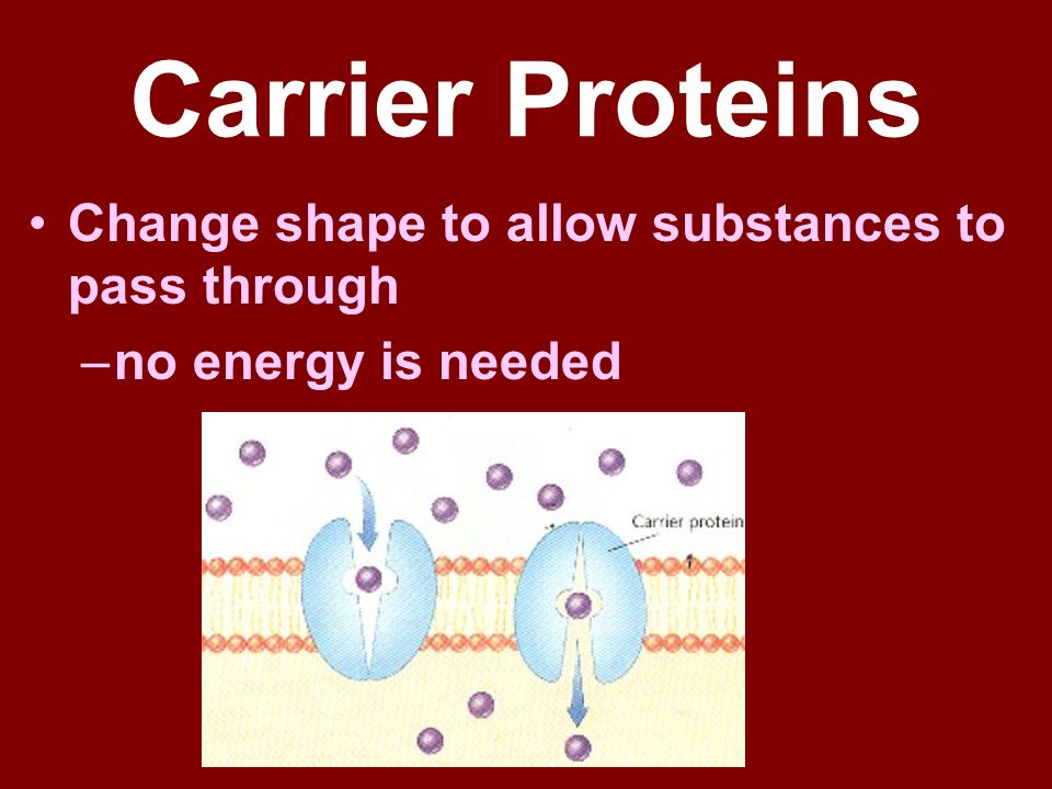 Carrier Proteins Change shape to allow substances to pass through