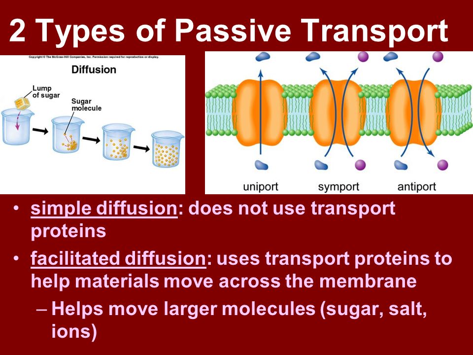 2 Types of Passive Transport