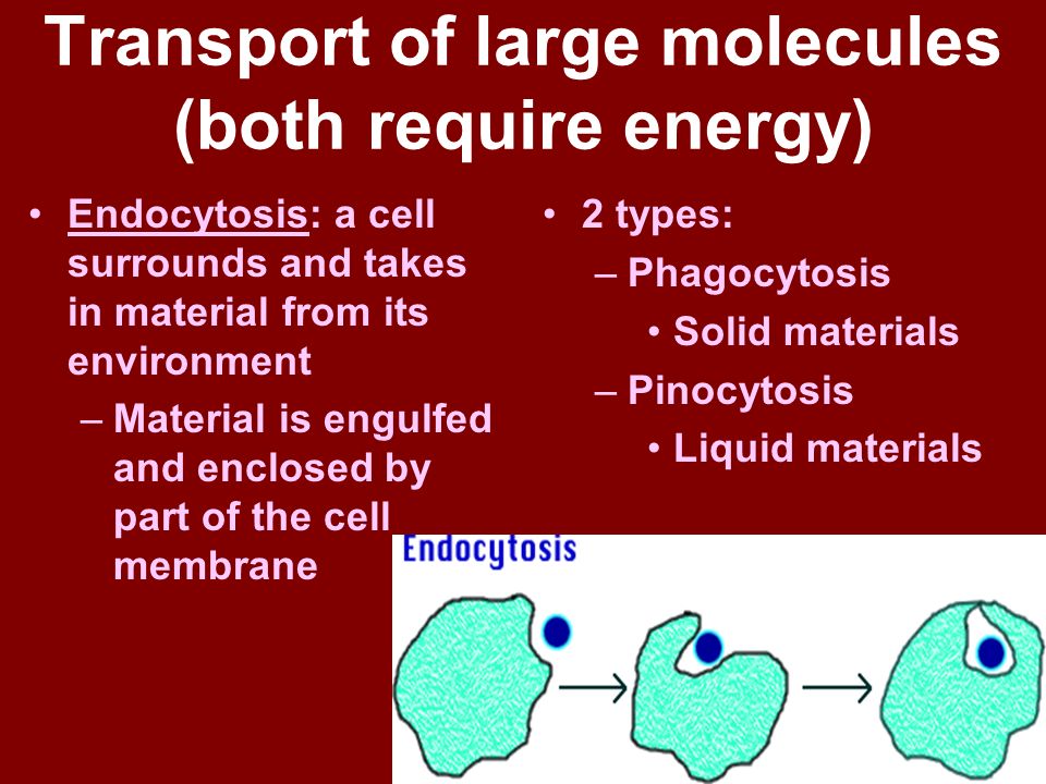 Transport of large molecules (both require energy)