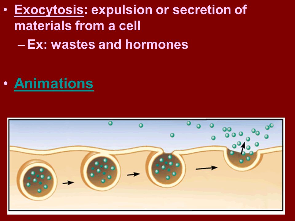 Animations Exocytosis: expulsion or secretion of materials from a cell