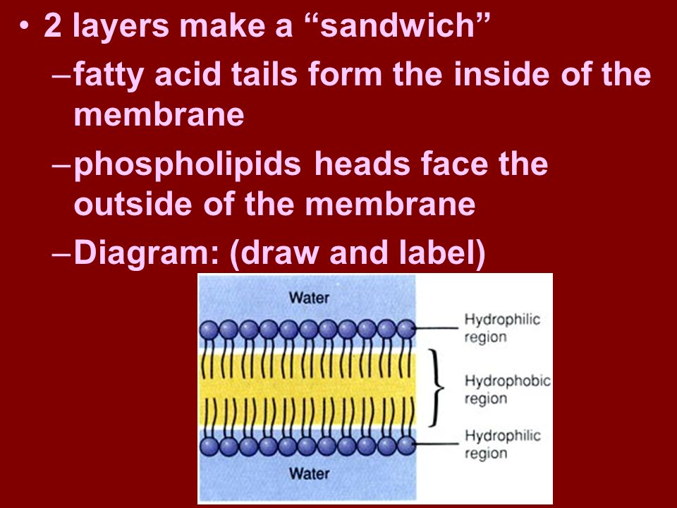 2 layers make a sandwich