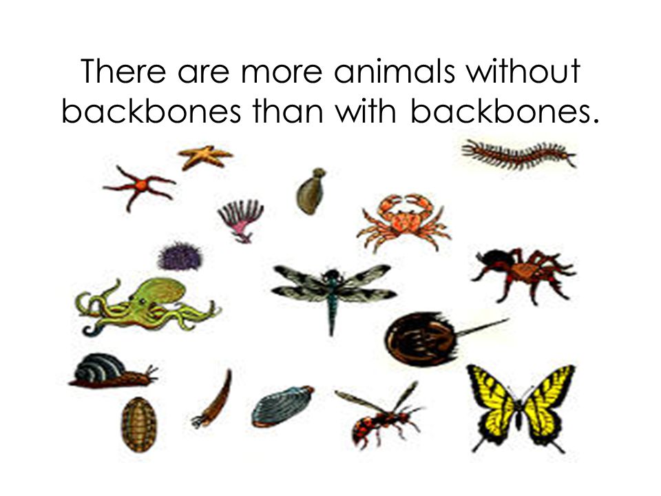 Animal Sort Animals Without Backbones Lesson ppt video online download