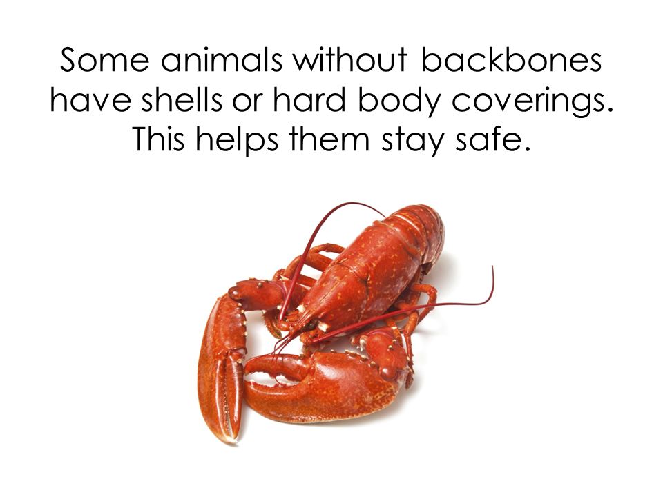 Animal Sort Animals Without Backbones Lesson ppt video online download Animal Sort Animals Without Backbones Lesson ppt video online download