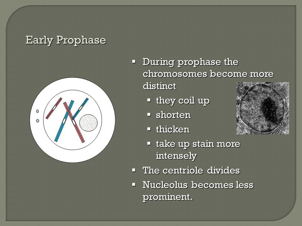 Early Prophase During prophase the chromosomes become more distinct