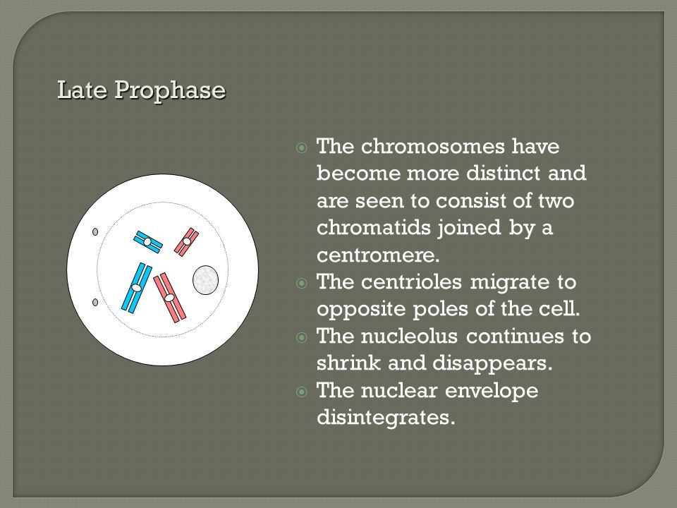 Late Prophase The chromosomes have become more distinct and are seen to consist of two chromatids joined by a centromere.
