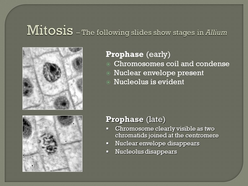 Mitosis – The following slides show stages in Allium