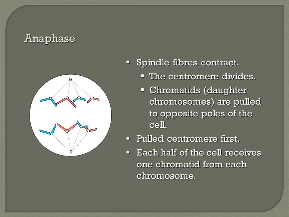 Anaphase Spindle fibres contract. The centromere divides.