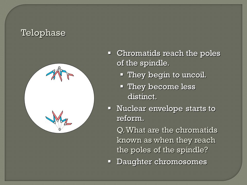 Telophase Chromatids reach the poles of the spindle.