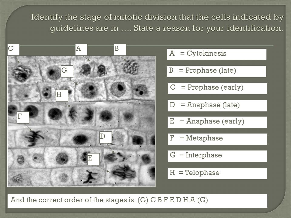 Identify the stage of mitotic division that the cells indicated by guidelines are in …. State a reason for your identification.