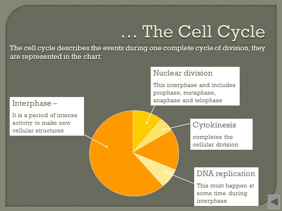 … The Cell Cycle Nuclear division Interphase – Cytokinesis