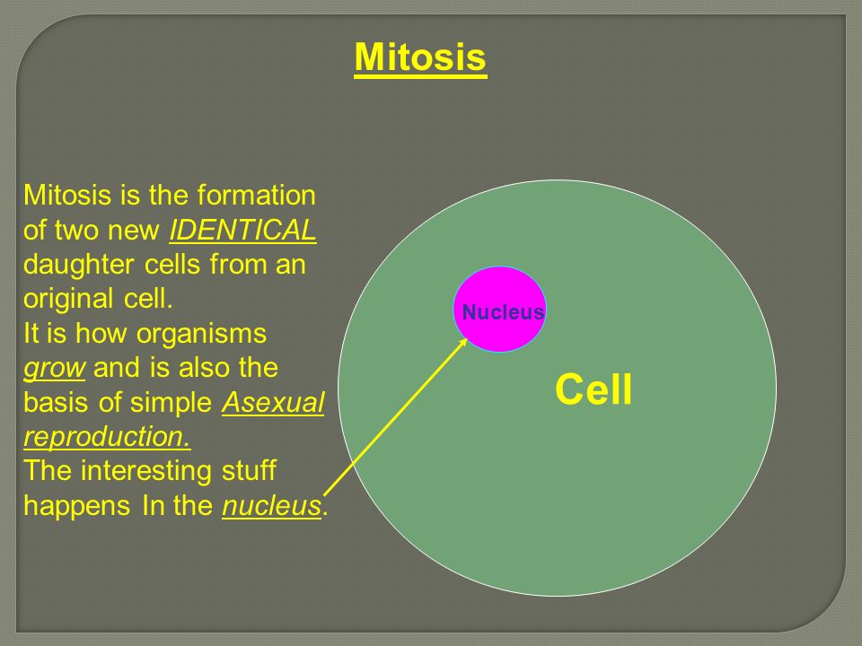 Cell Mitosis Mitosis is the formation of two new IDENTICAL