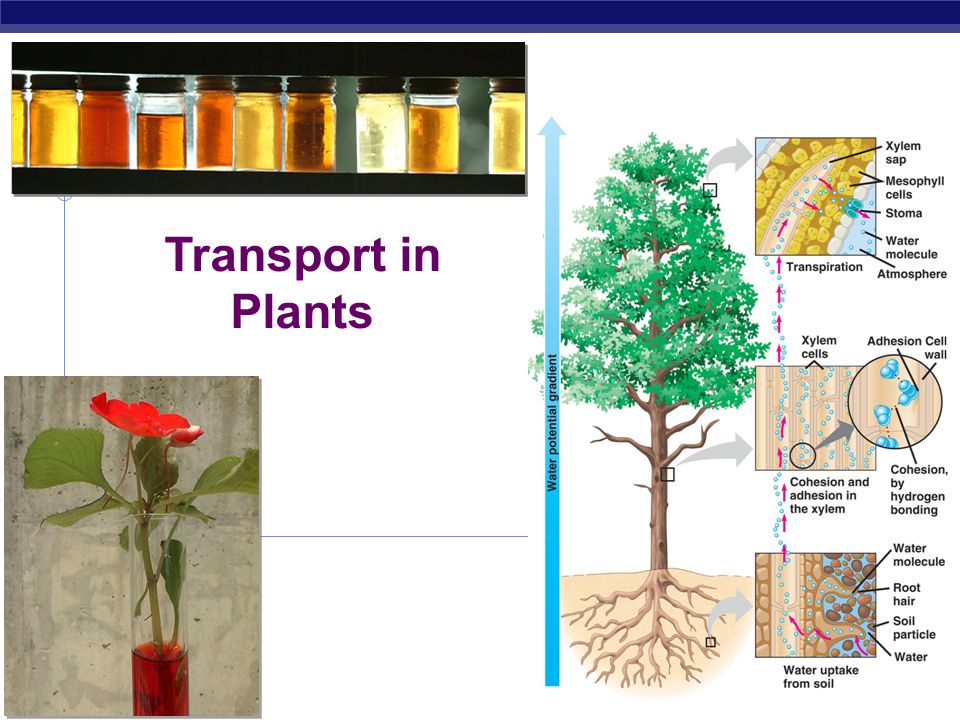 How can trees be so tall...and get water to their tops? - ppt video online  download