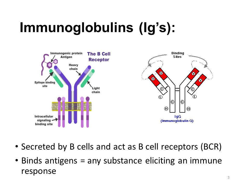 Иммуноглобулин это простыми словами. Иммуноглобулин. Иммуноглобулин формула химическая. Циркуляция иммуноглобулинов. Семейство иммуноглобулинов.