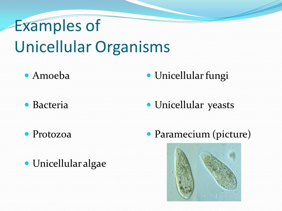 Unicellular Organisms vs. Multicellular Organisms - ppt video online  download