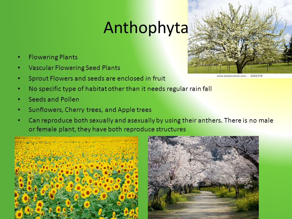 Anthophyta Flowering Plants Vascular Flowering Seed Plants