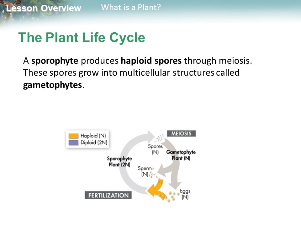 Lesson Overview 22 1 What Is A Plant Ppt Download