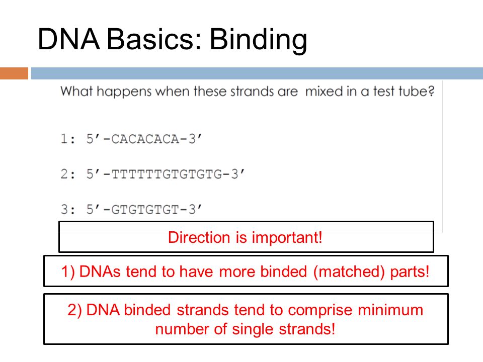 DNA Basics: Binding Direction is important!