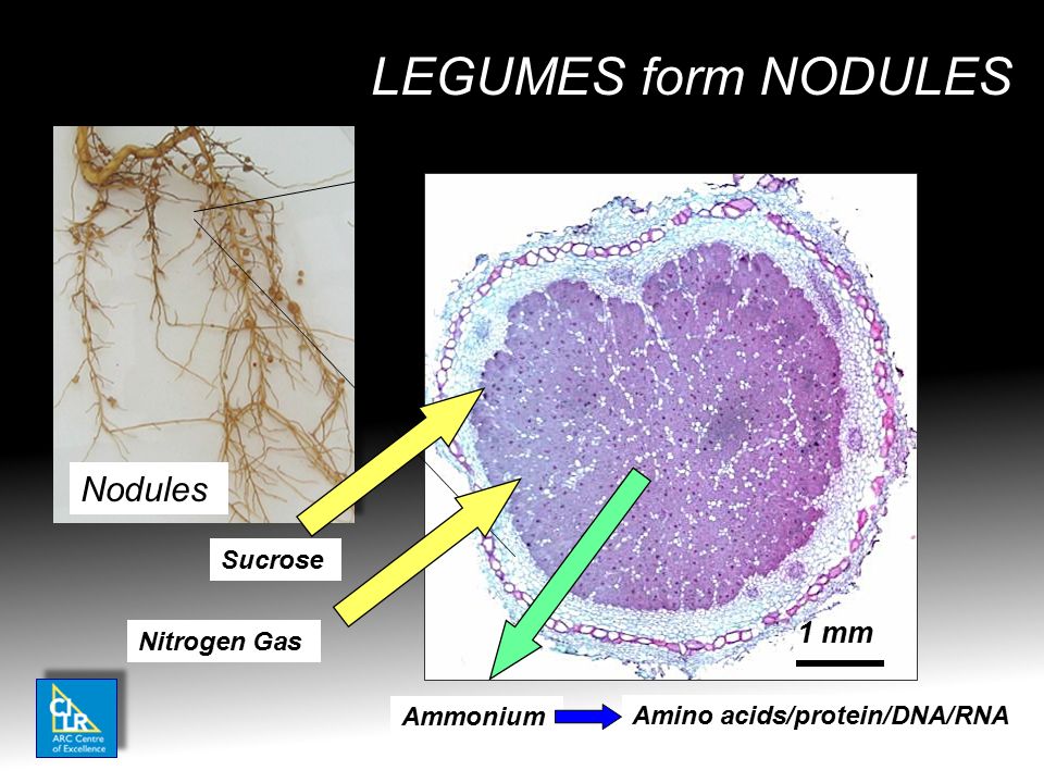 LEGUMES form NODULES Nodules 1 mm Sucrose Nitrogen Gas Ammonium