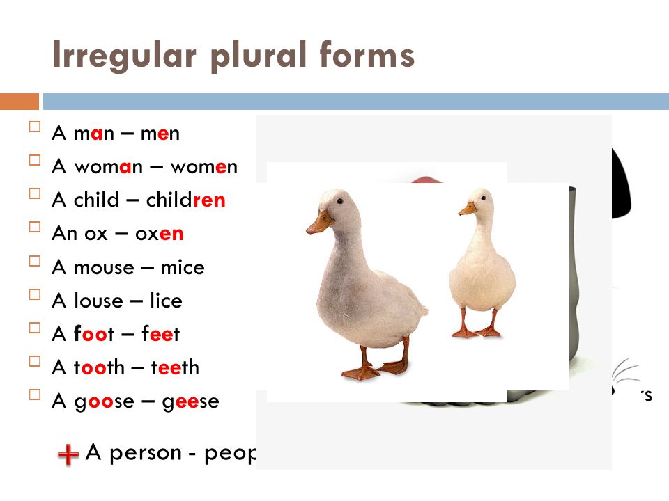 Irregular plural forms